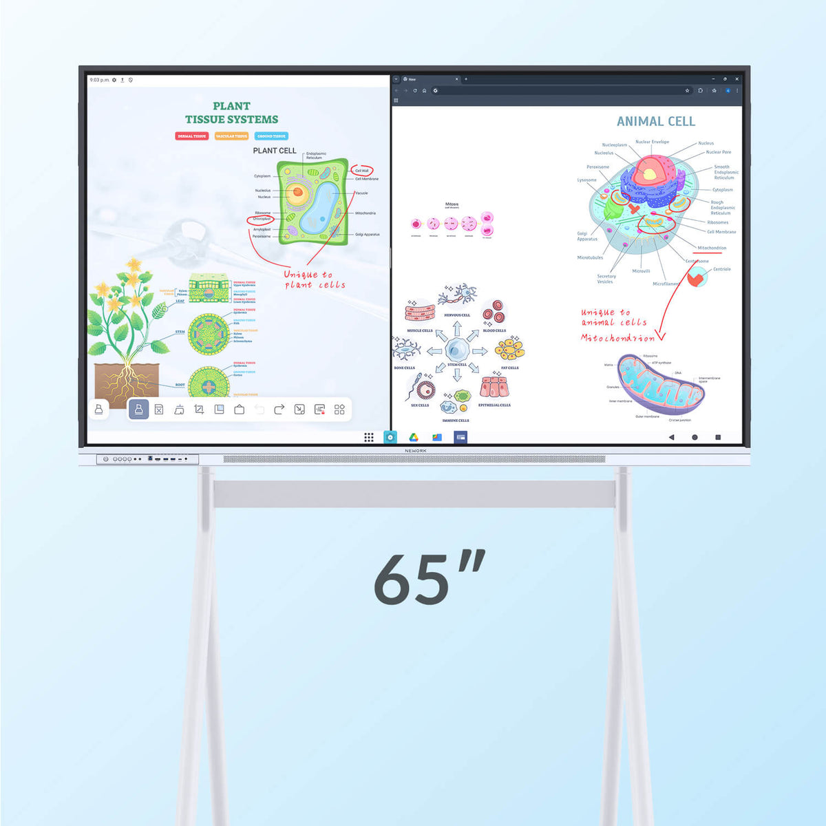 Nework NewBoard E-Series 4K Interactive Commercial Display