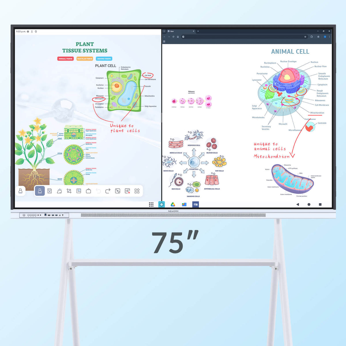 Nework NewBoard E-Series 4K Interactive Commercial Display